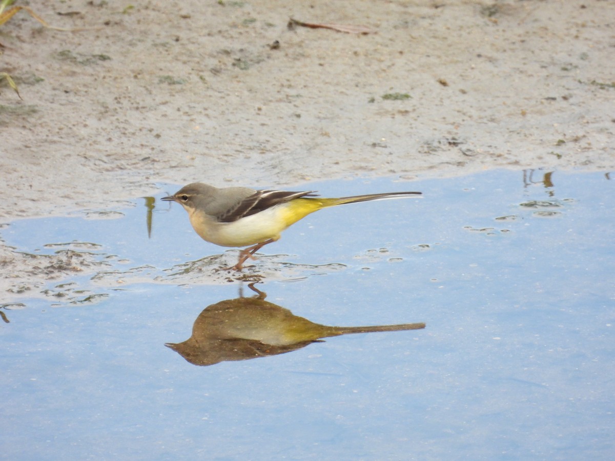 Gray Wagtail - ML645414916