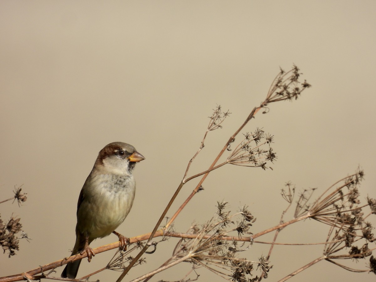 דרור הבית - ML645414923
