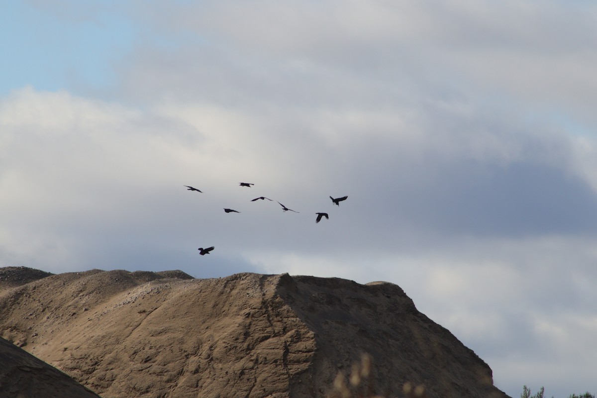 עורב שחור - ML645414925