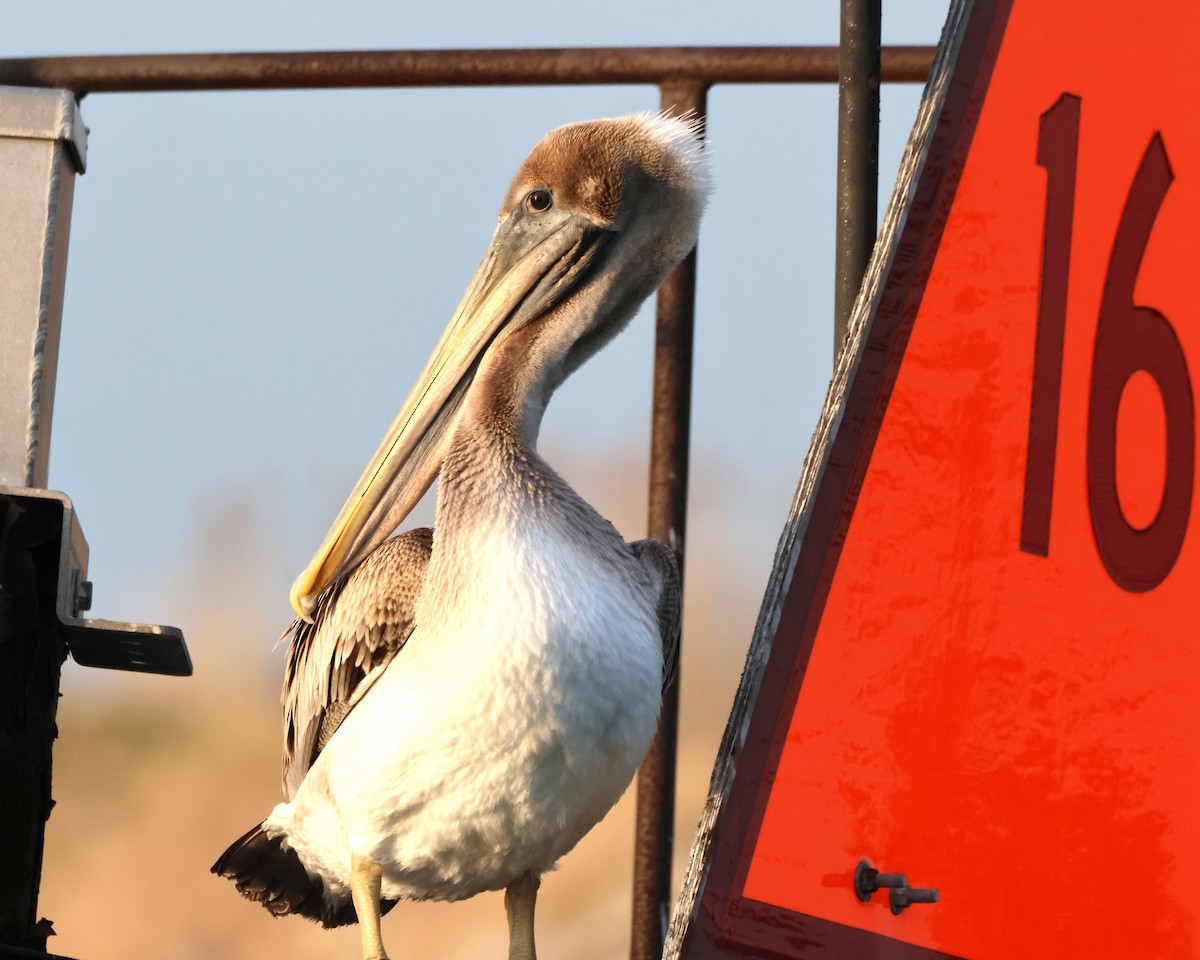Brown Pelican - ML645414934