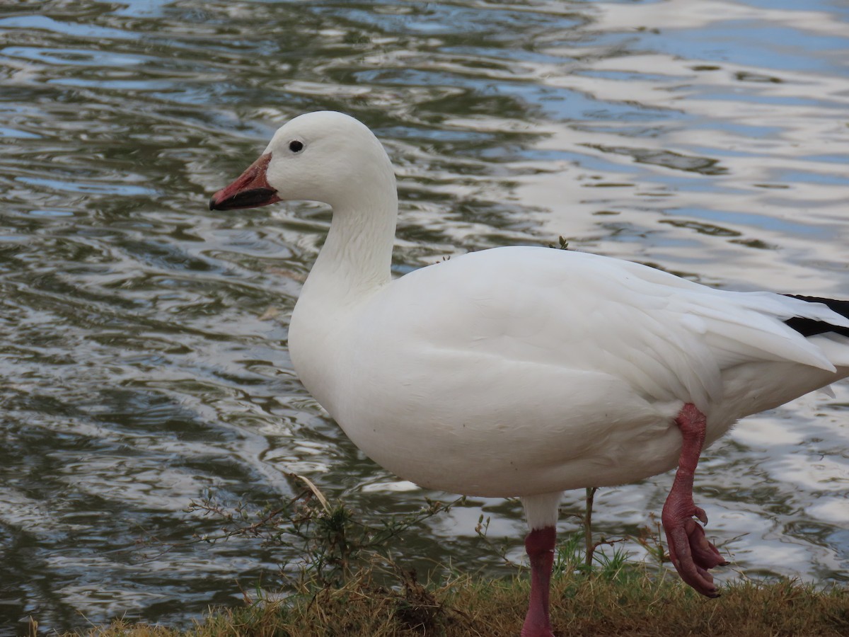 Snow Goose - ML645414938
