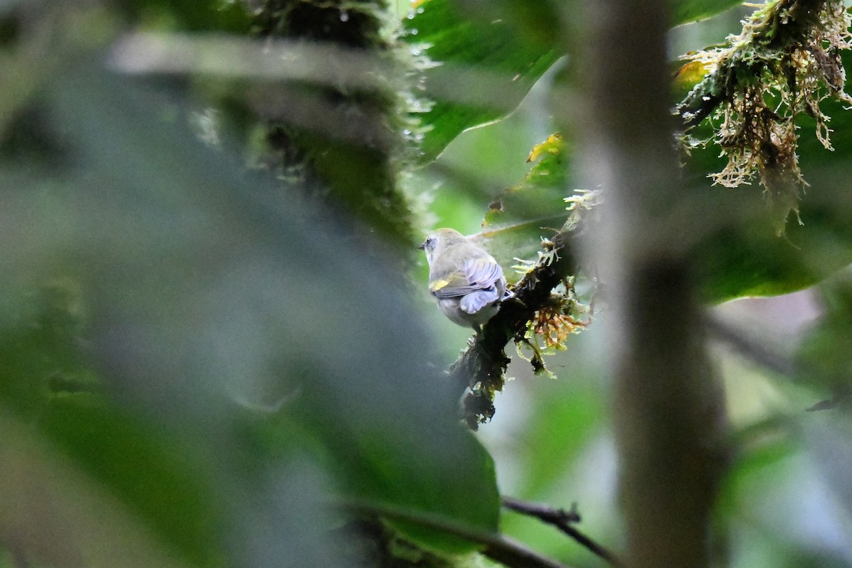 キンバネアメリカムシクイ - ML645414940