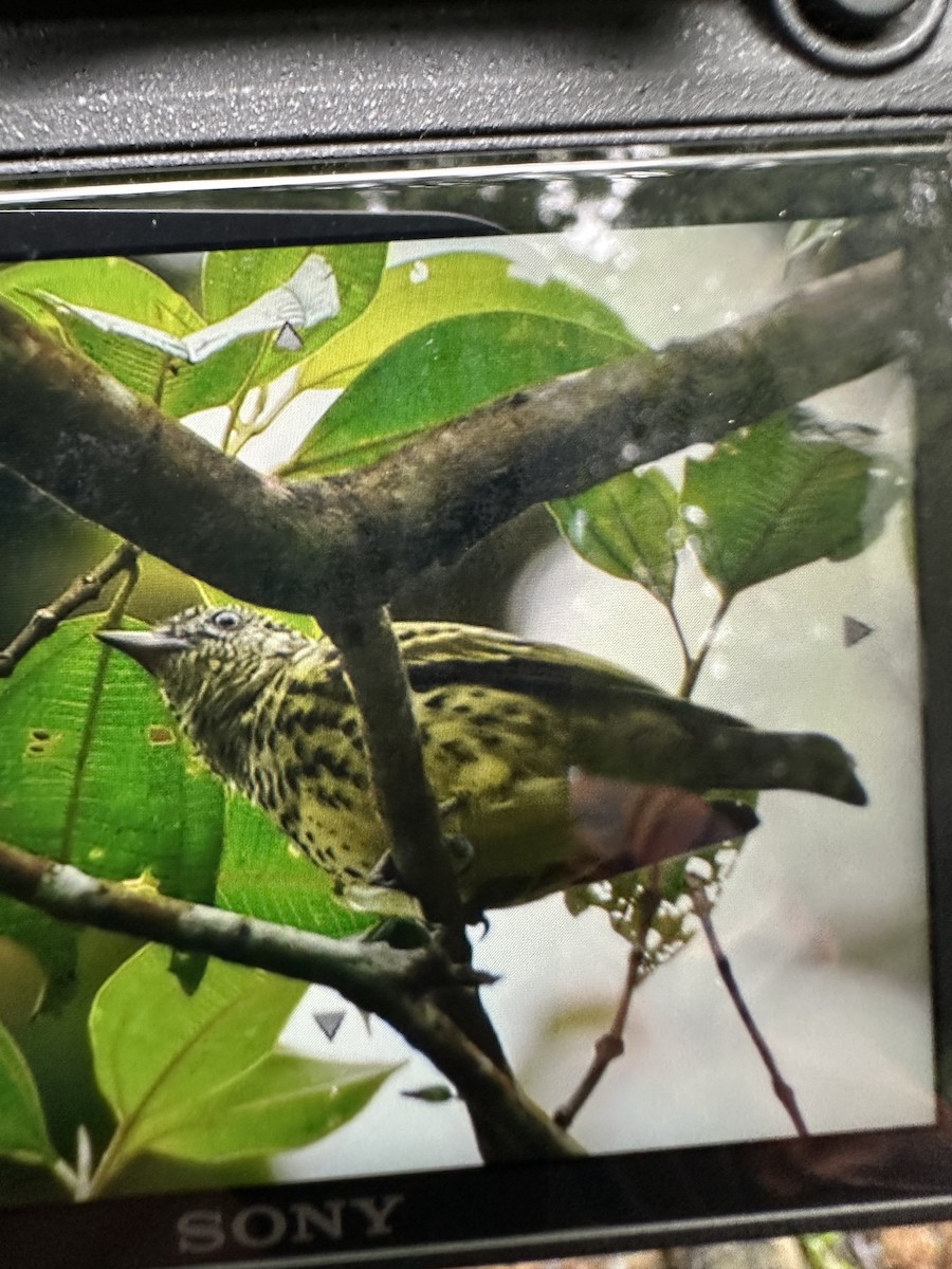 Sharpbill - ML645414941