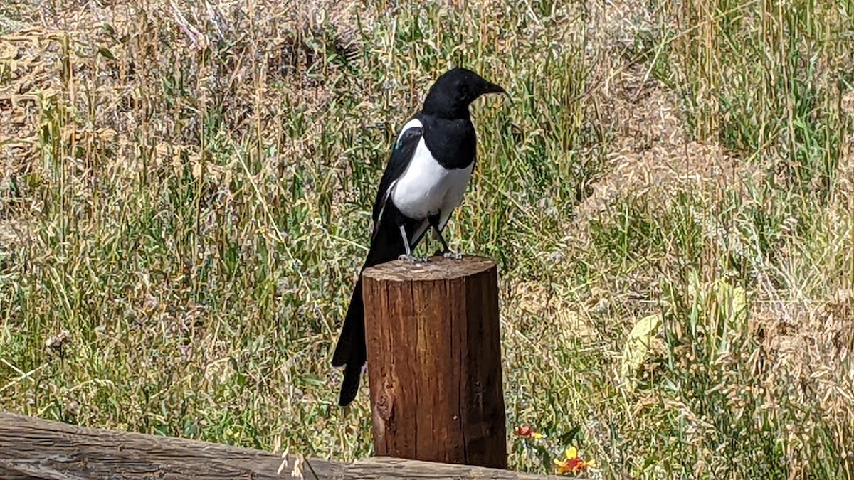 straka americká - ML645414943