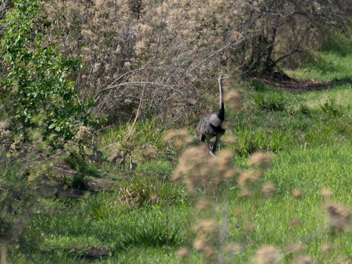 Greater Rhea - ML645414946