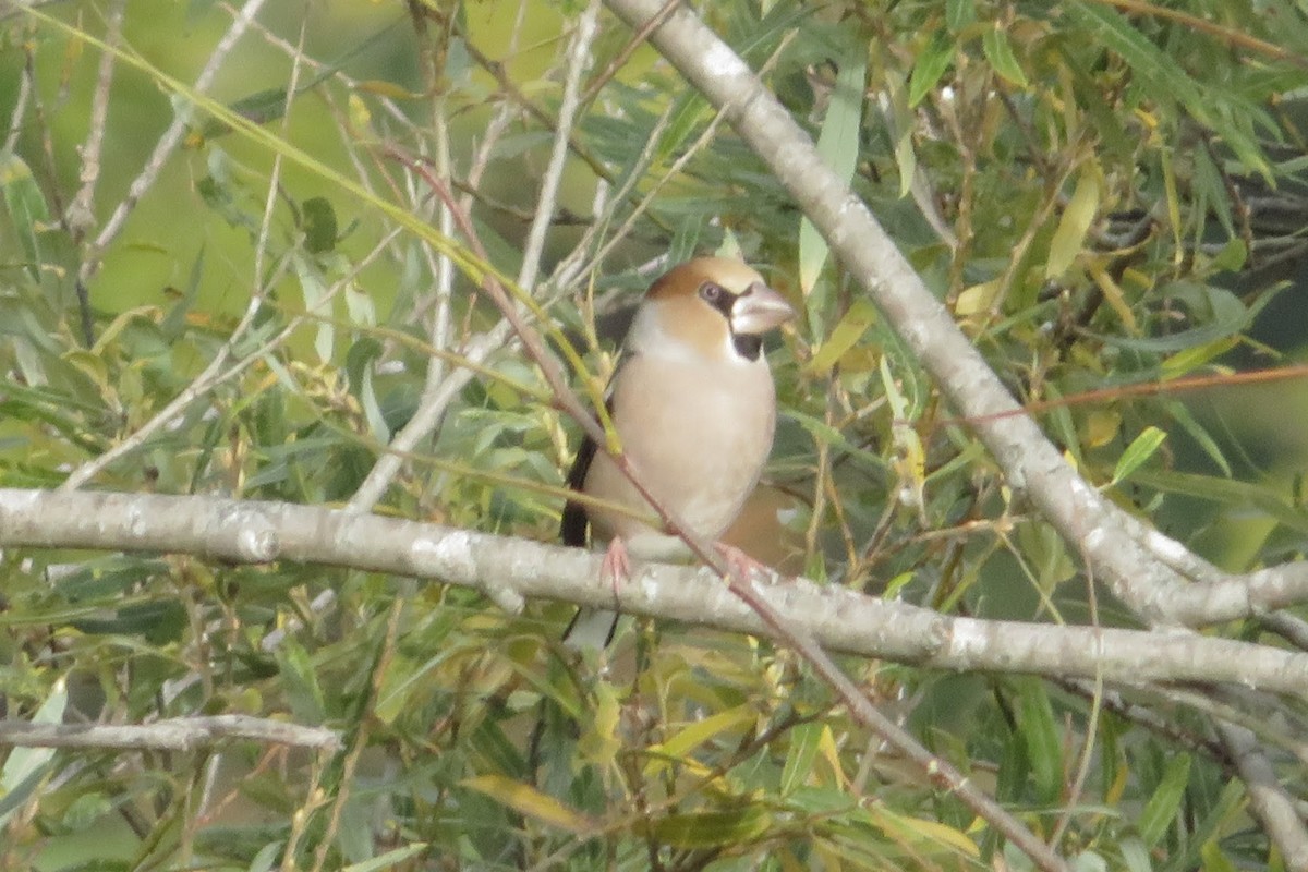 臘嘴雀 - ML645414950