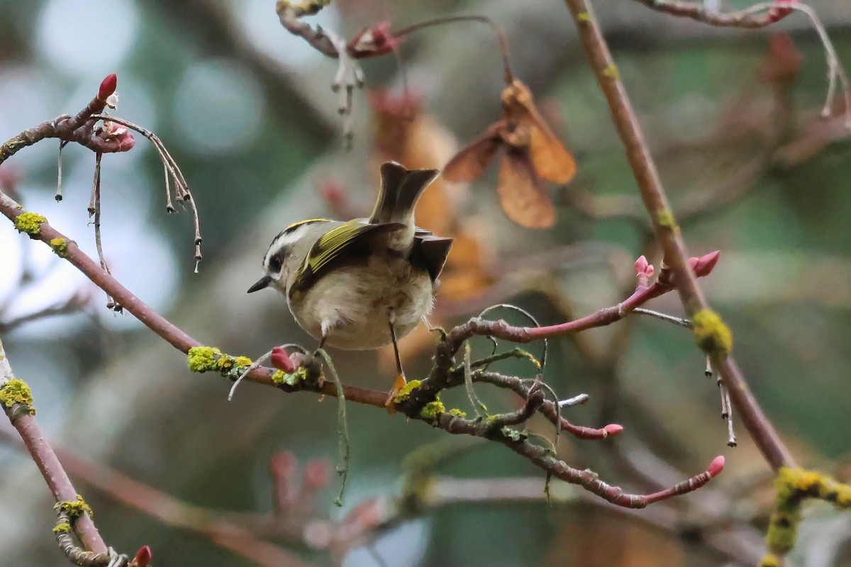 Golden-crowned Kinglet - ML645414955
