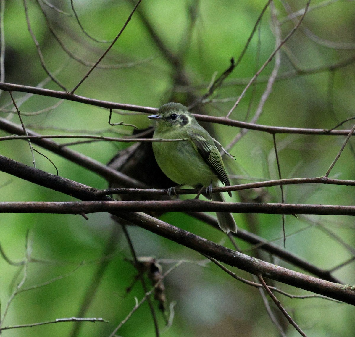 Sao Paulo Bristle-Tyrant - ML645414961