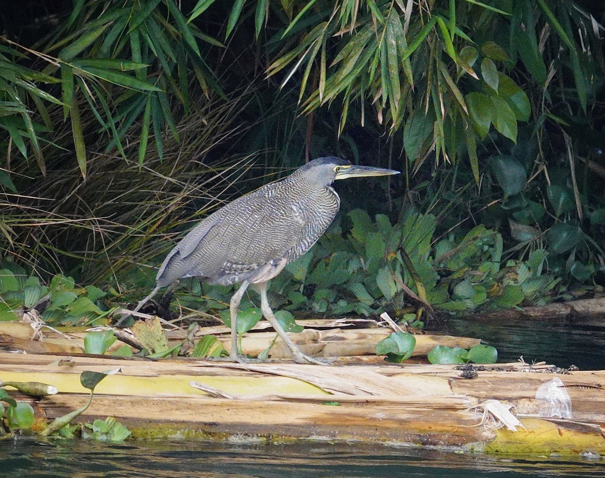 Bare-throated Tiger-Heron - ML645414982