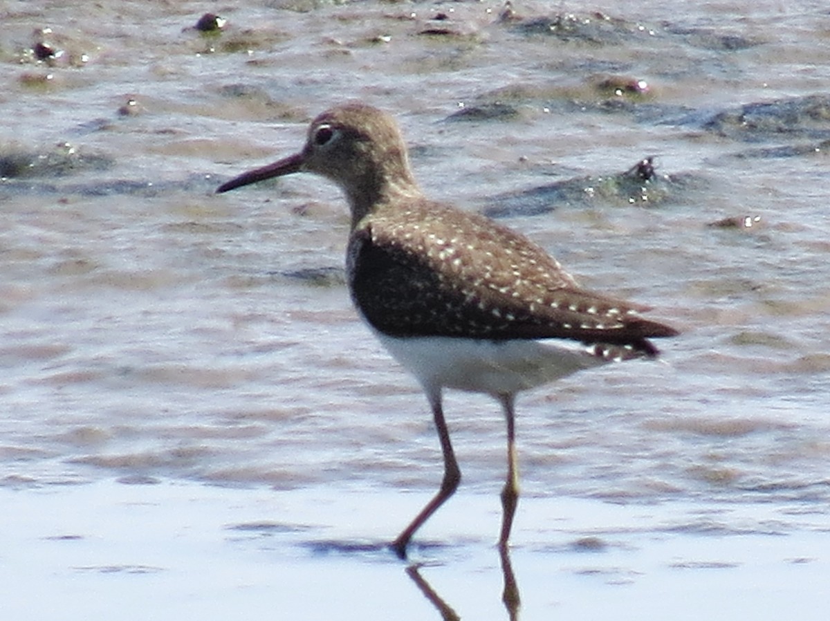 Solitary Sandpiper - ML645414993