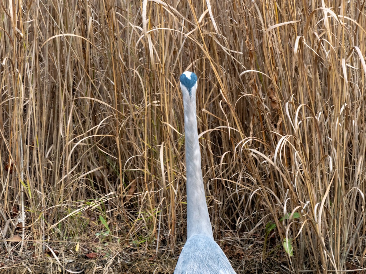 Great Blue Heron - ML645414994