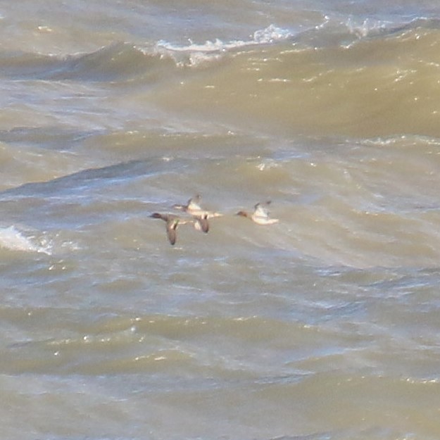 Ногоохон нугас - ML645415000