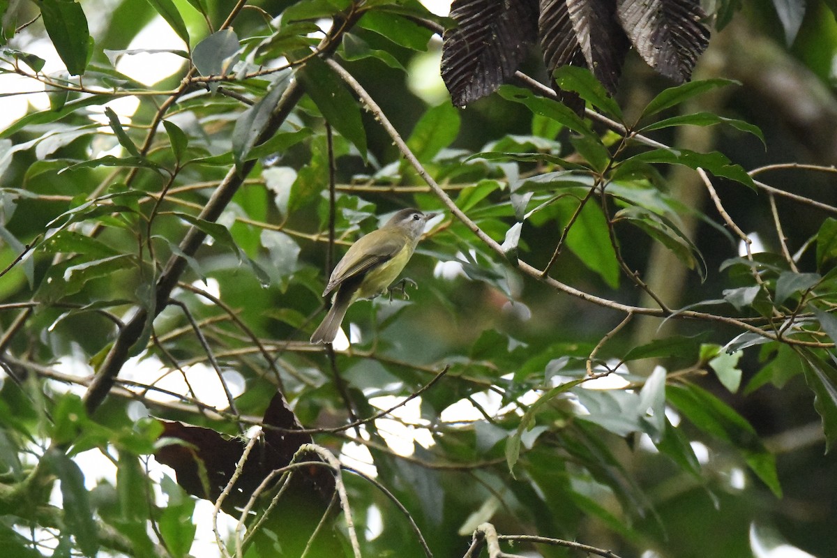 Brown-capped Vireo - ML645415001