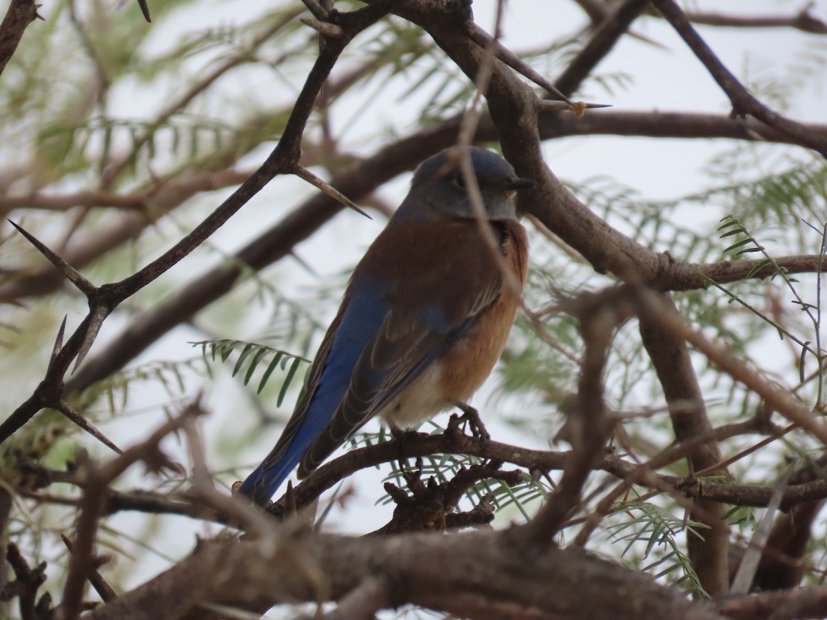Western Bluebird - ML645415015