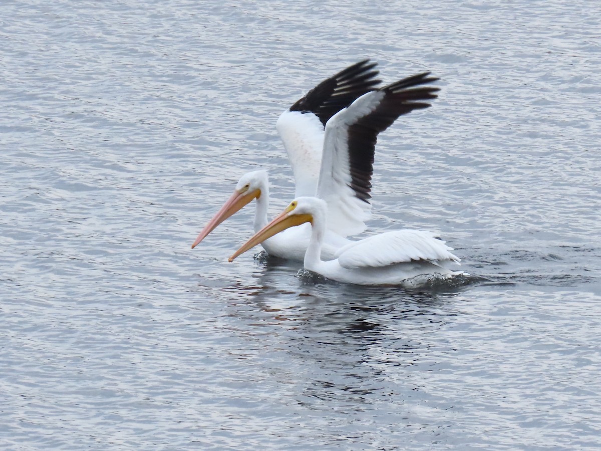 Amerika Pelikanı - ML645415026