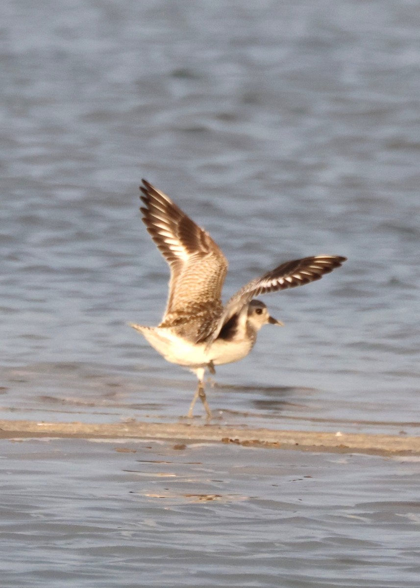 חופזי מנומר - ML645415027