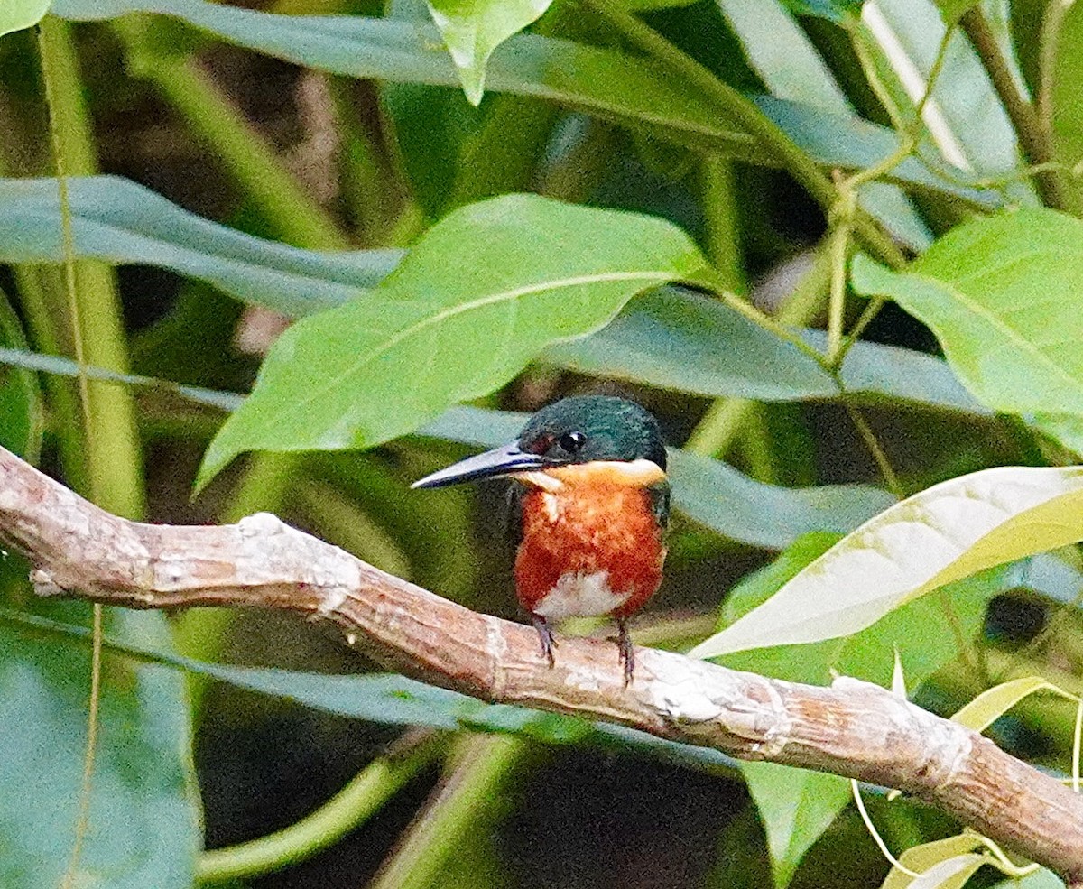 American Pygmy Kingfisher - ML645415028