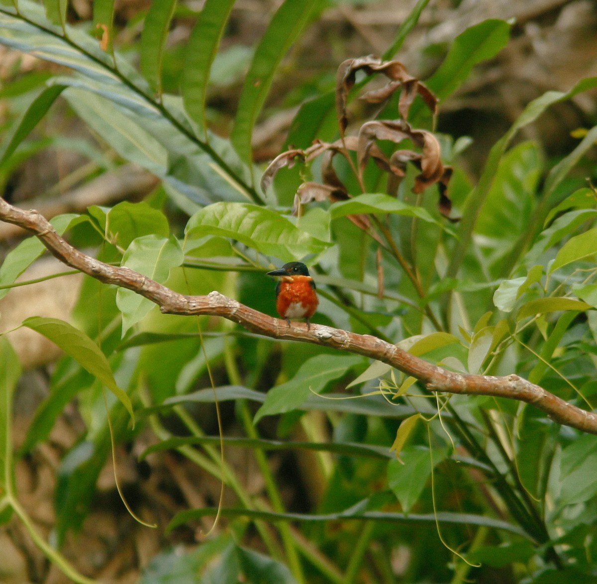 American Pygmy Kingfisher - ML645415029