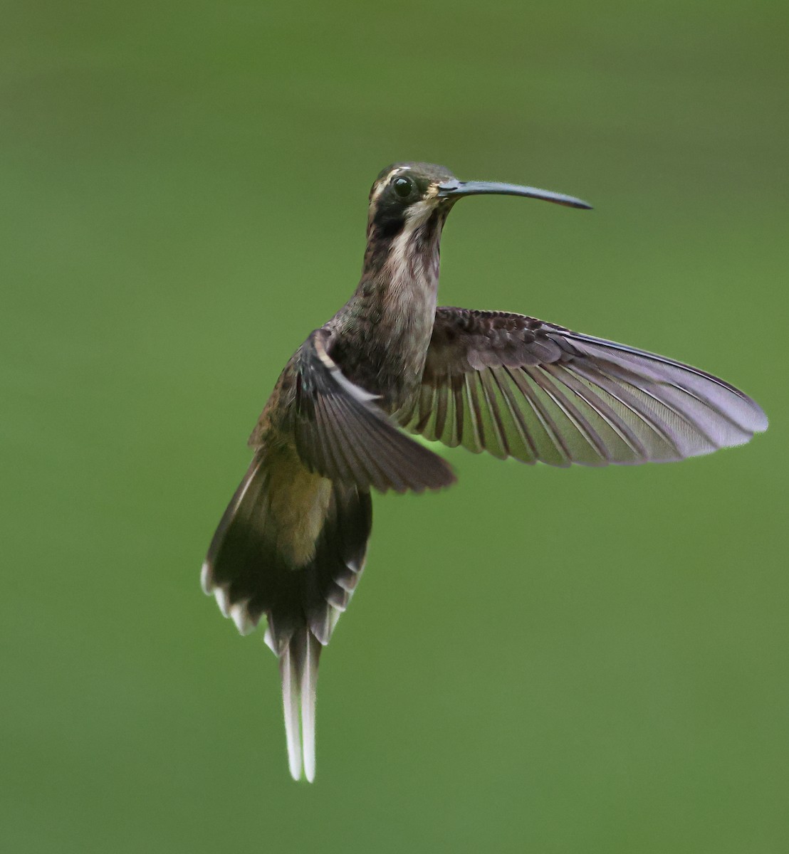 Pale-bellied Hermit - ML645415031