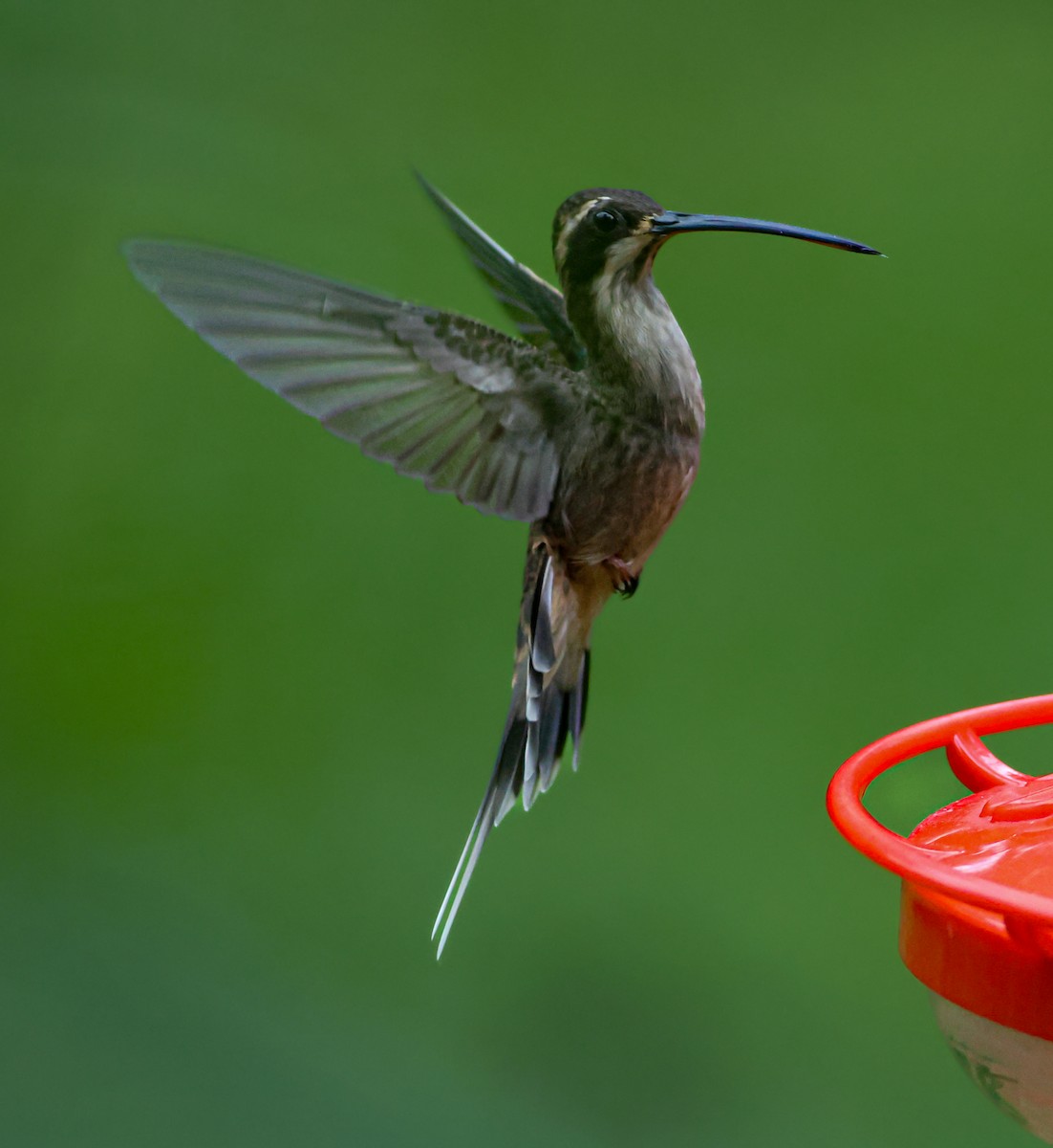 Pale-bellied Hermit - ML645415032