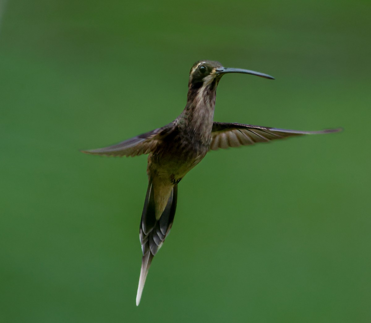 Pale-bellied Hermit - ML645415033