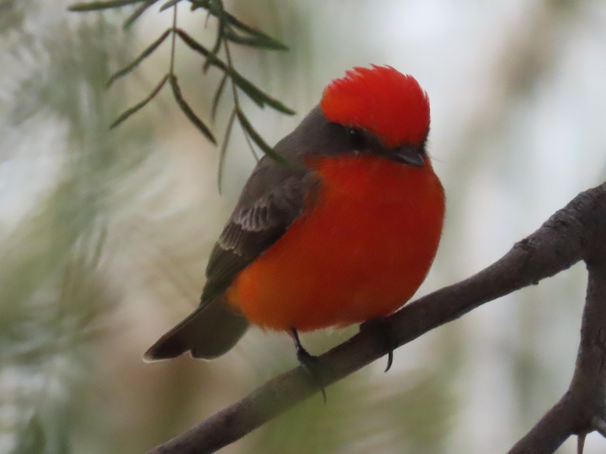 Vermilion Flycatcher - ML645415035