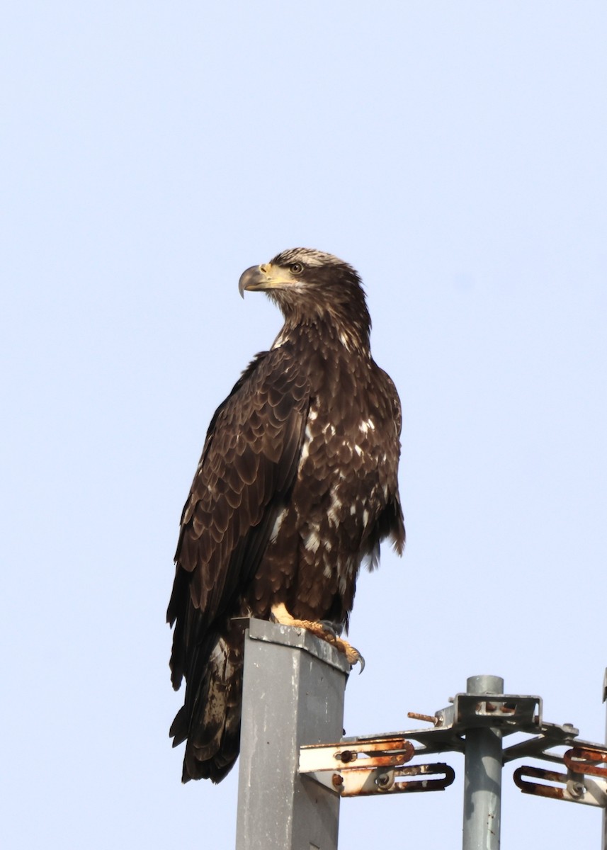 Bald Eagle - ML645415043