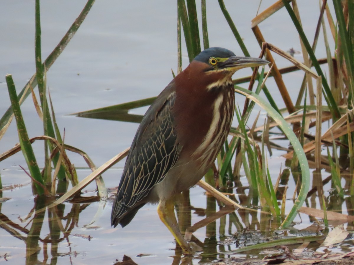 Green Heron - ML645415063