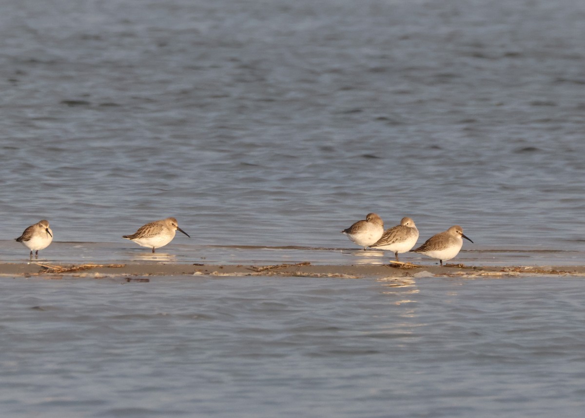 Dunlin - ML645415065