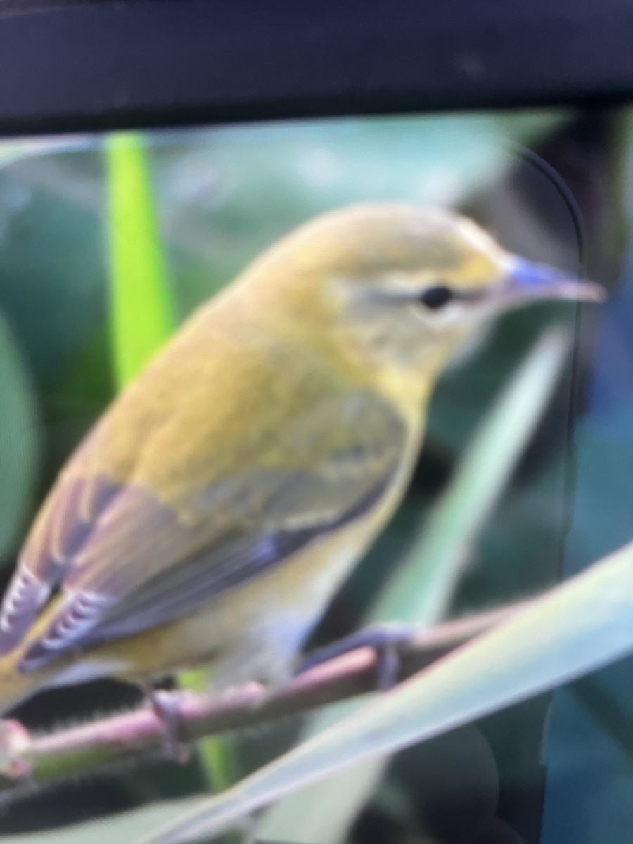 Tennessee Warbler - ML645415066