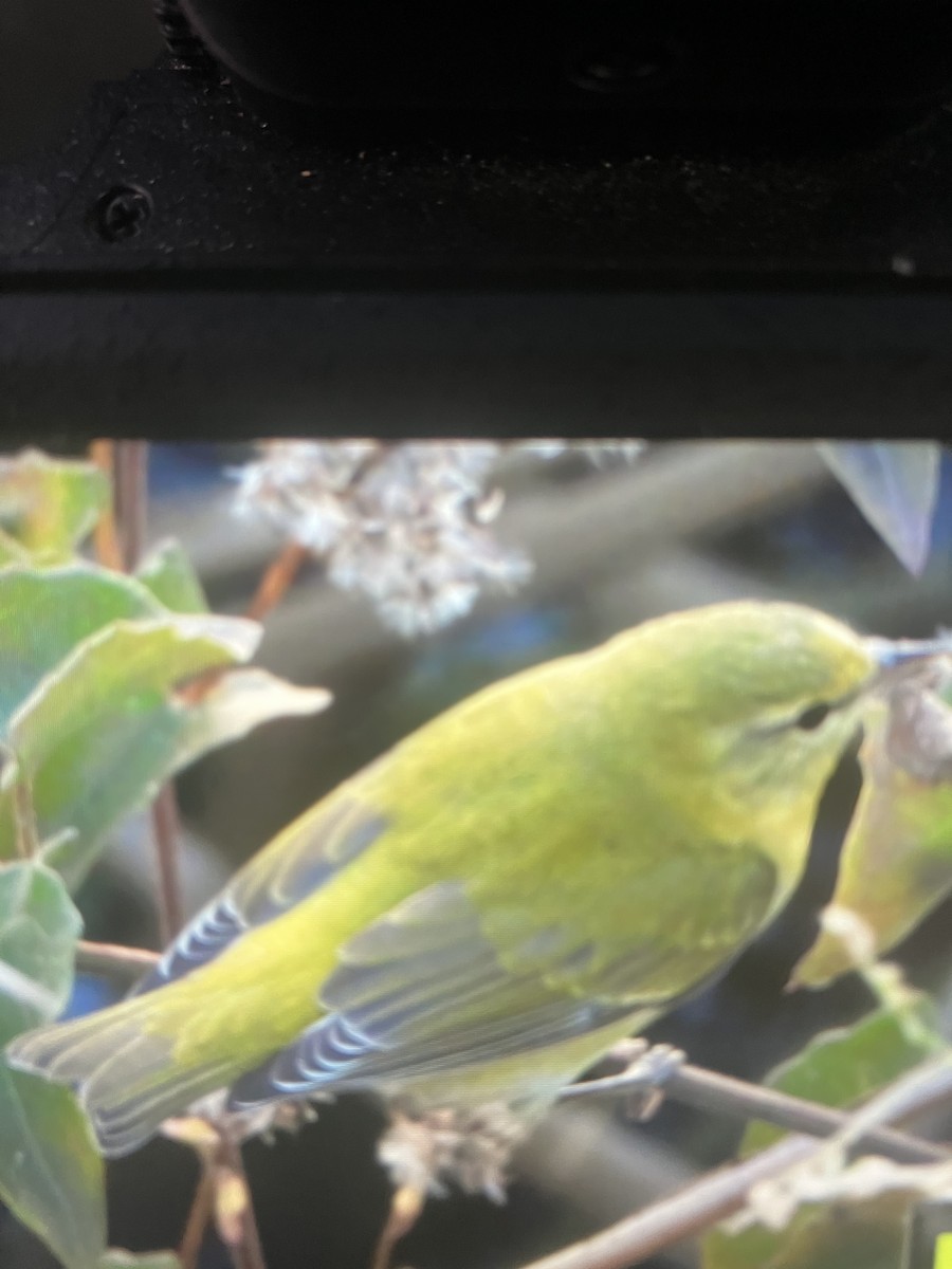 Tennessee Warbler - ML645415067