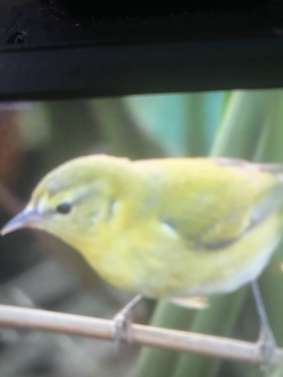 Tennessee Warbler - ML645415068