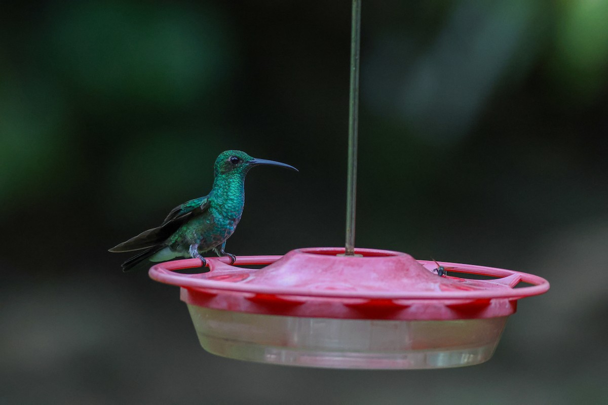 kolibřík bělořitý - ML645415073