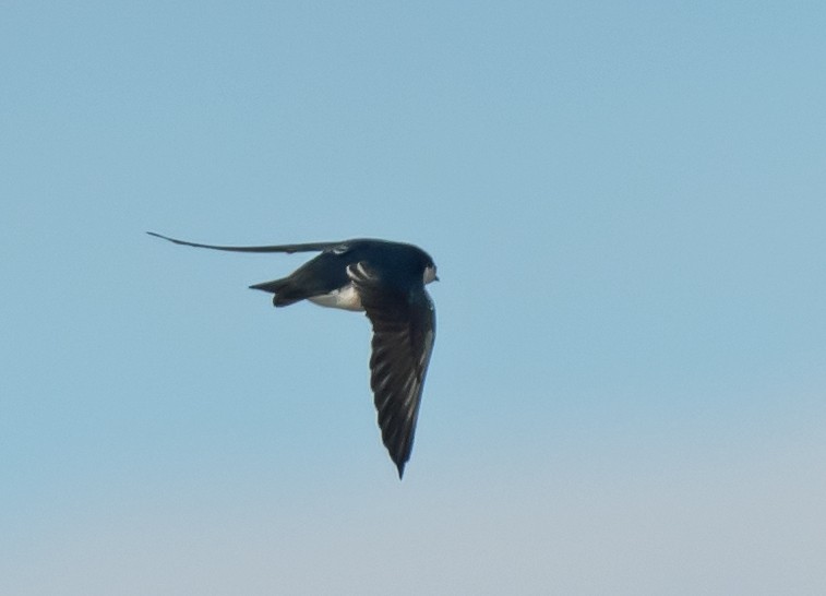 Tree Swallow - ML645415075