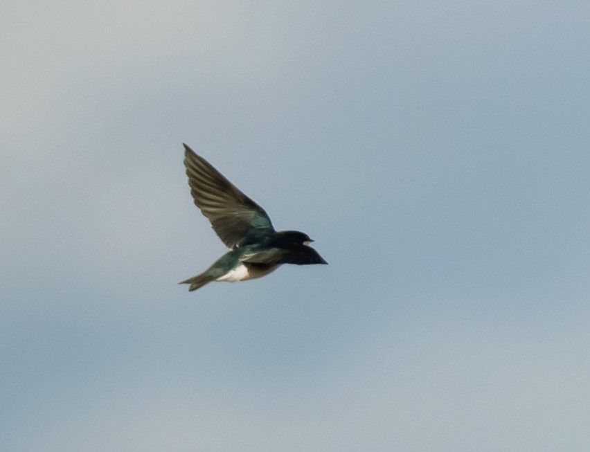 Tree Swallow - ML645415076