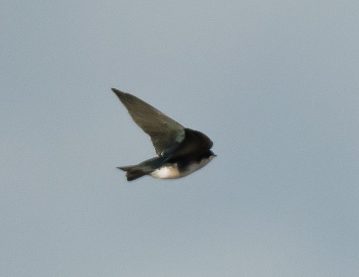 Tree Swallow - ML645415077