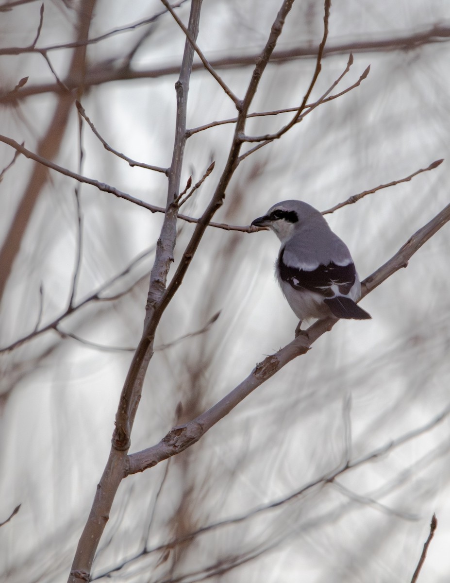 Сорокопуд північний - ML645415081