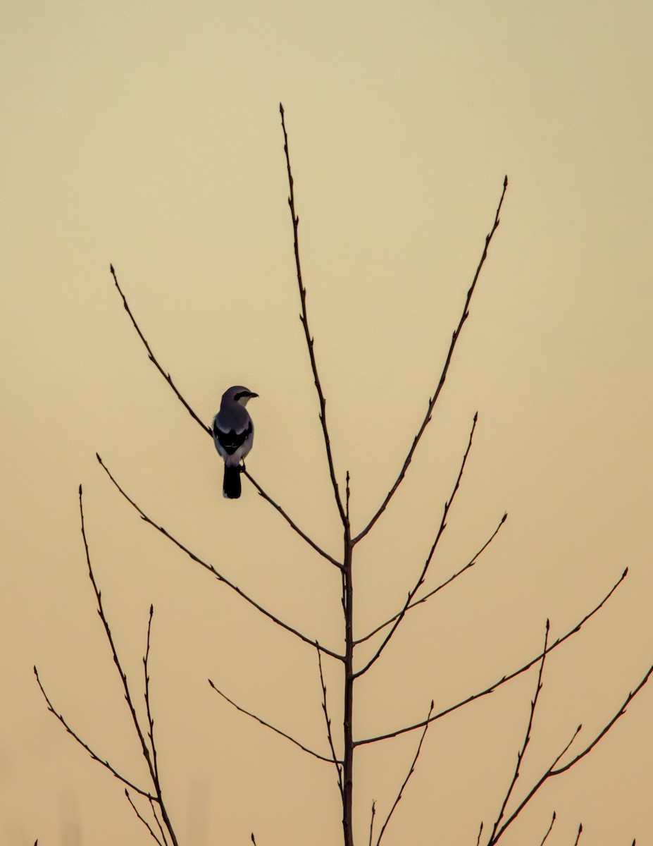 Сорокопуд північний - ML645415083