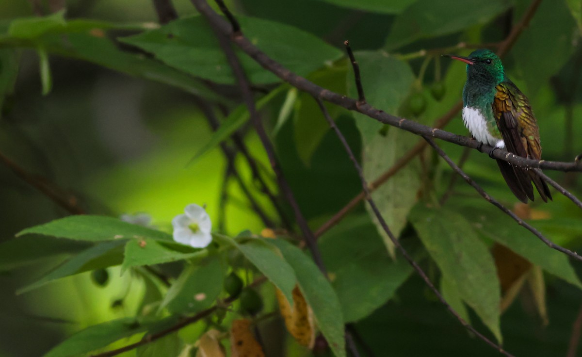 kolibřík sněhobřichý - ML645415105