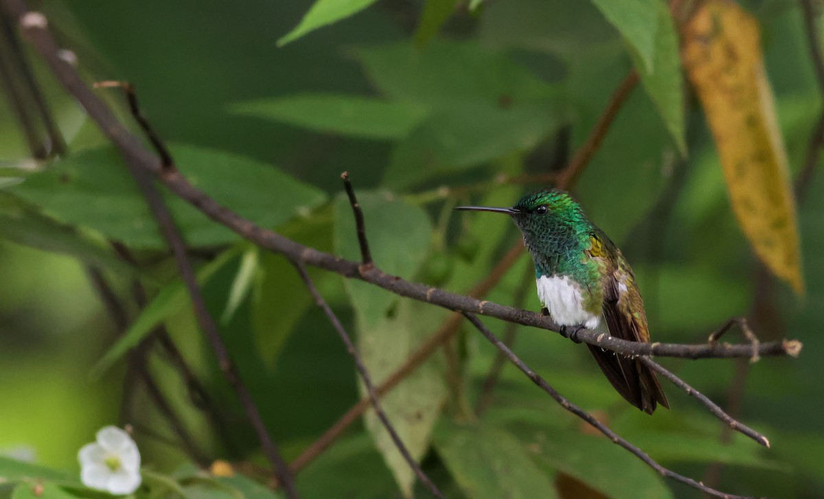 kolibřík sněhobřichý - ML645415106