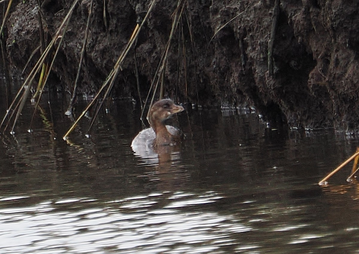 Pied-billed Grebe - ML645415113