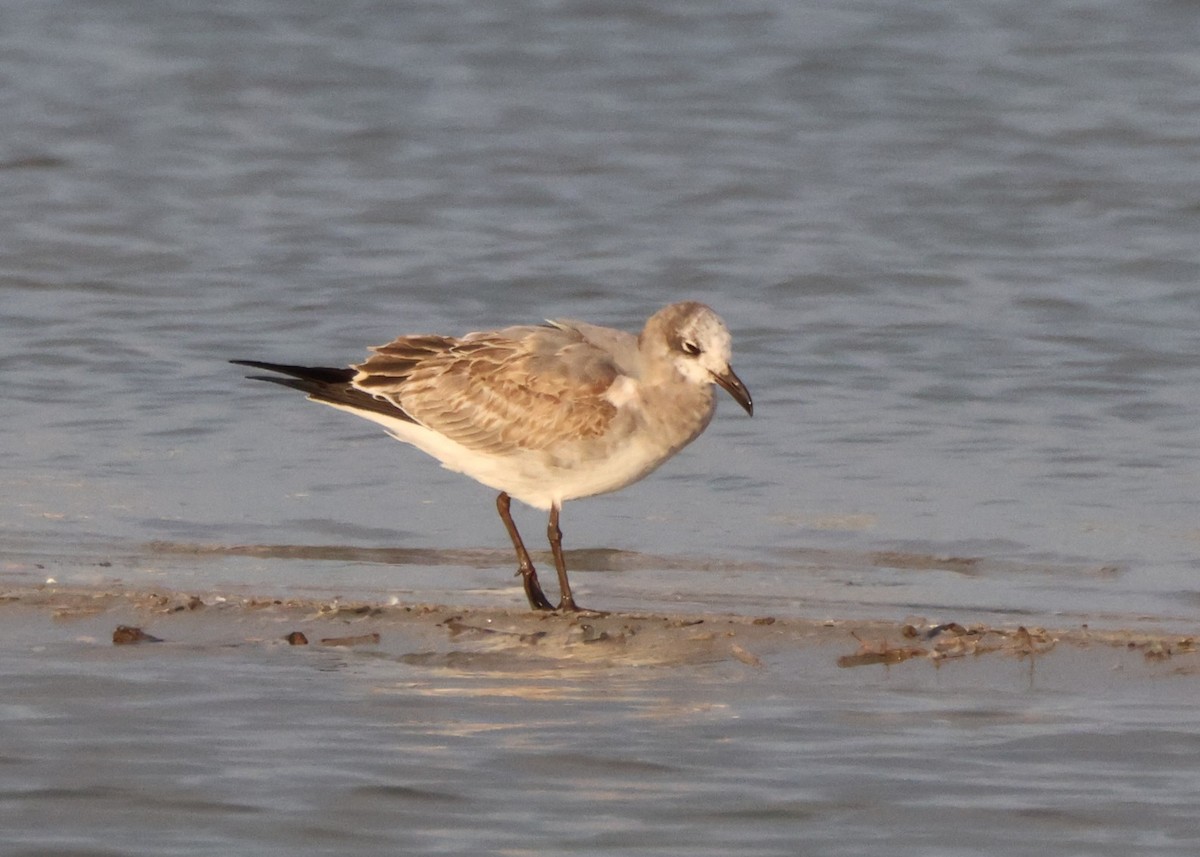 Laughing Gull - ML645415114