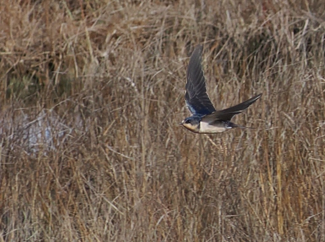 Barn Swallow - ML645415115