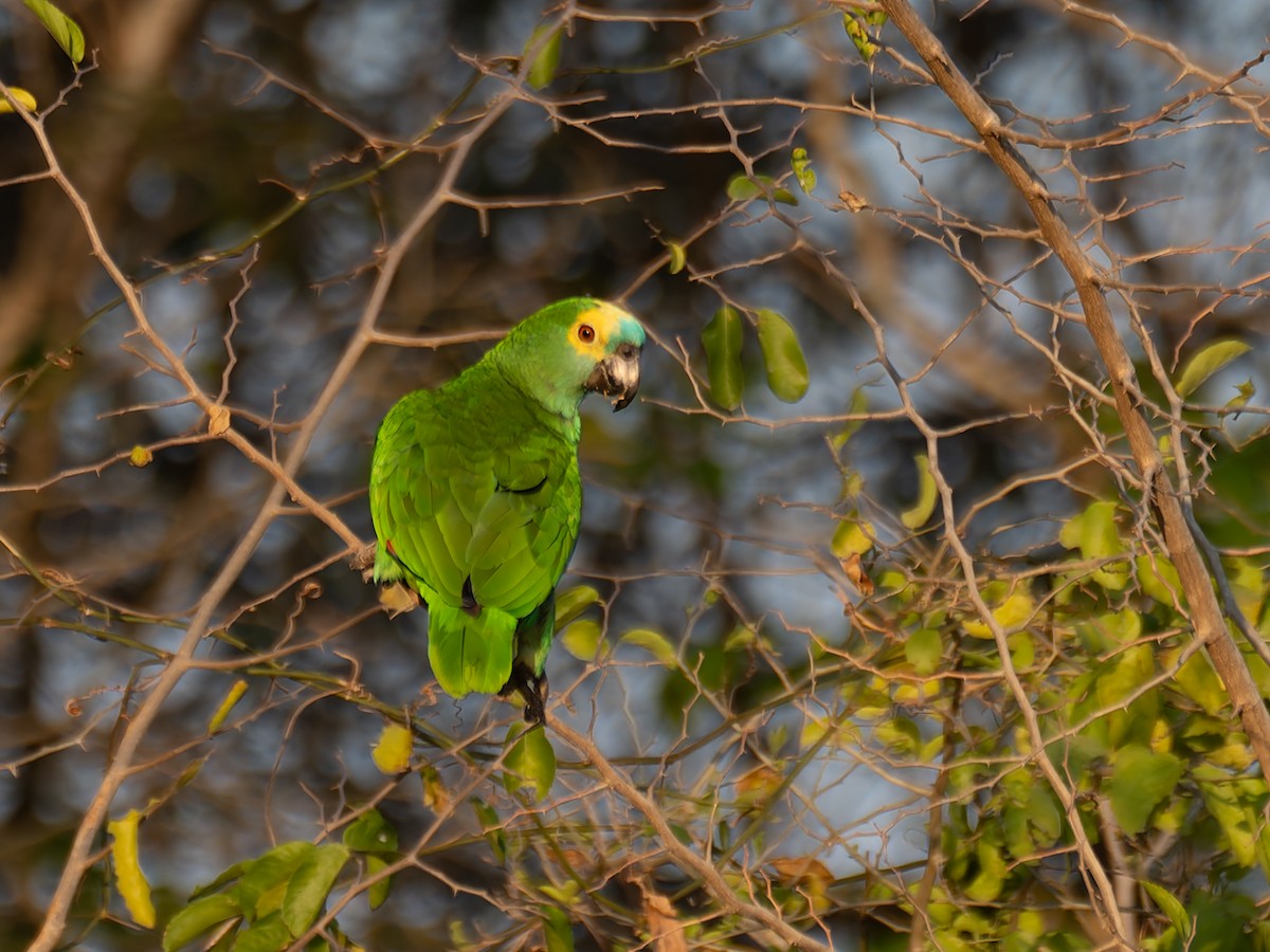 Turquoise-fronted Amazon - ML645415123