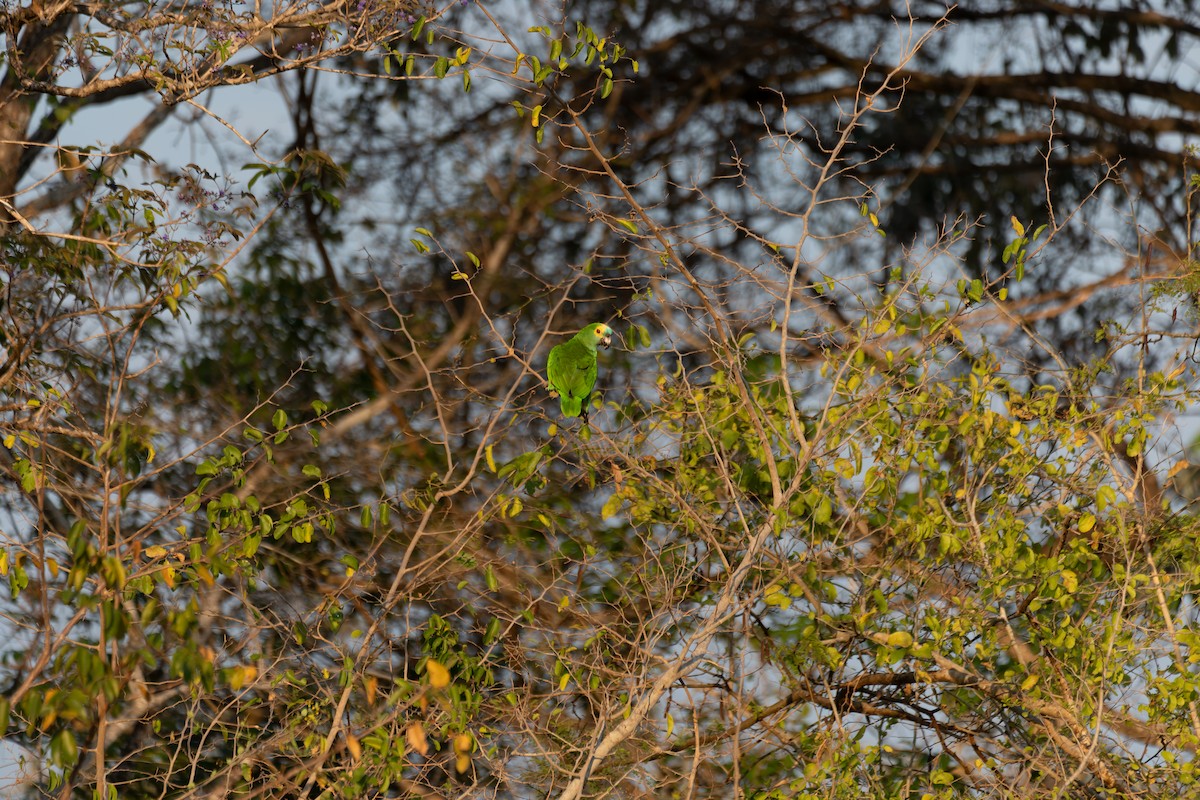 Turquoise-fronted Amazon - ML645415124