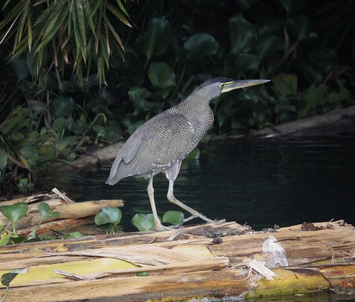 Bare-throated Tiger-Heron - ML645415134