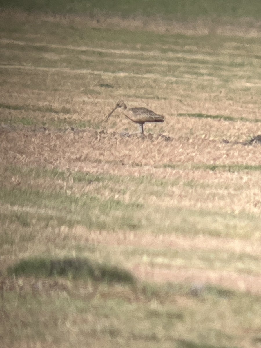 Long-billed Curlew - ML645415139
