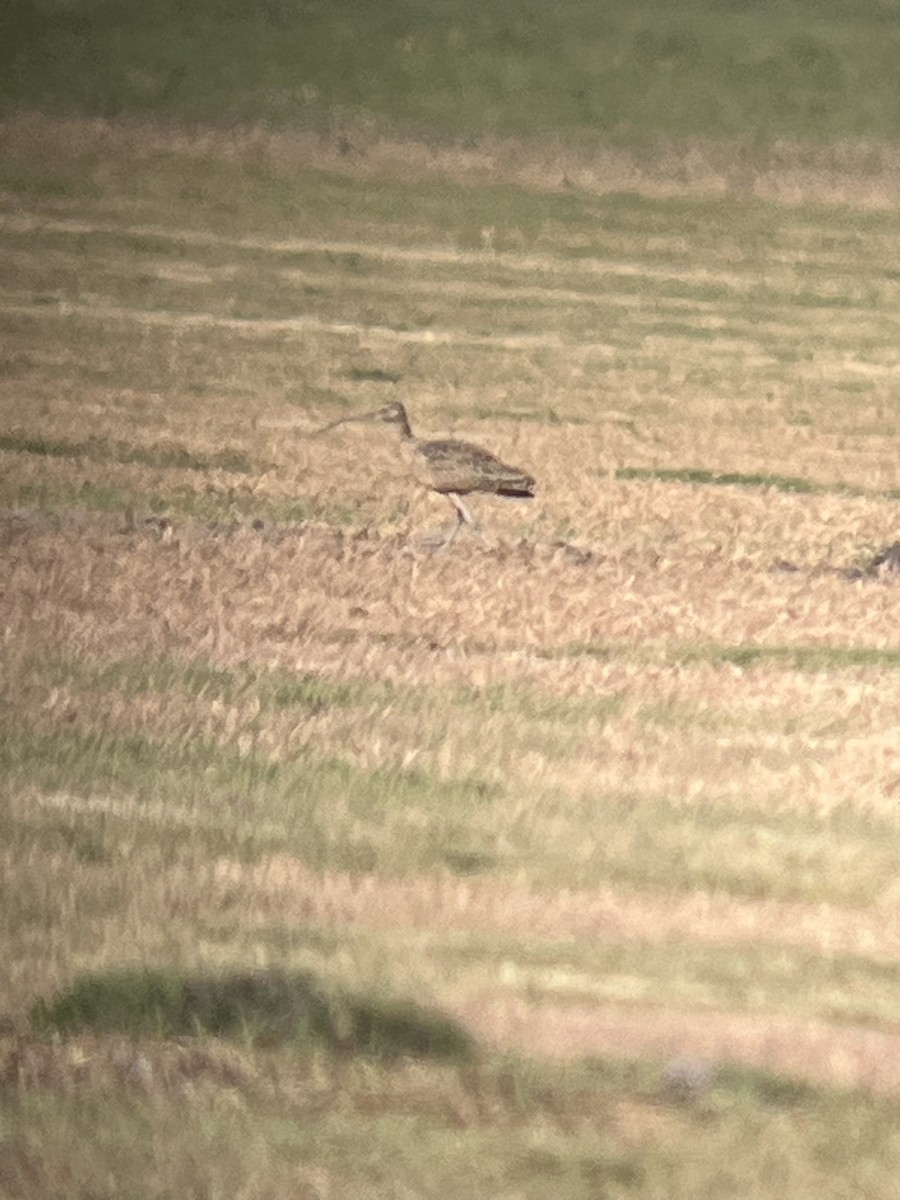 Long-billed Curlew - ML645415140