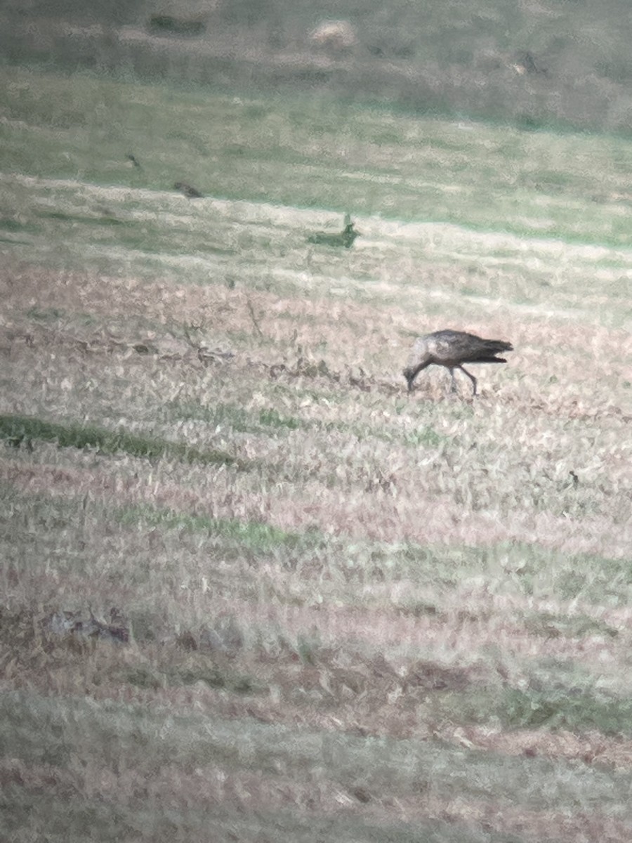 Long-billed Curlew - ML645415141