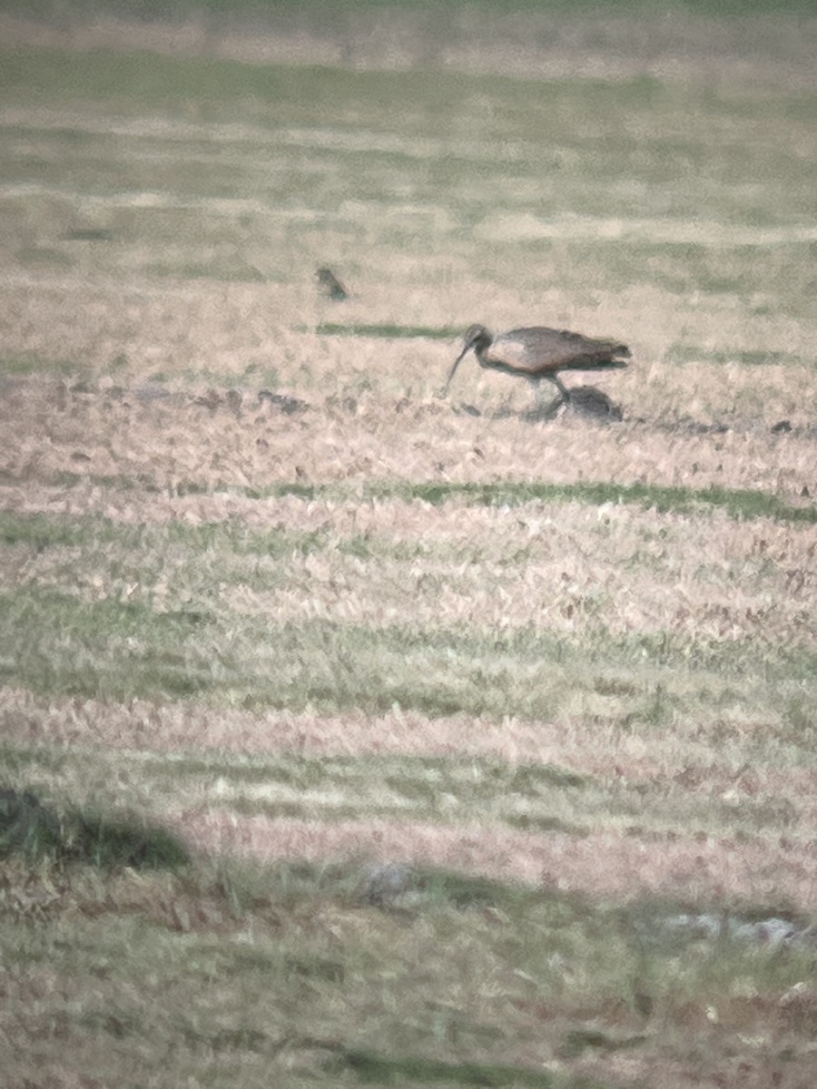 Long-billed Curlew - ML645415142